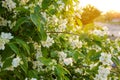 Beautiful flowering jasmine bush in the rays of the sunset. Summer and spring bushes, flowers, nature. Selective focus