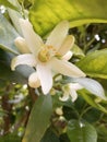 beautiful flowering lemon tree in a garden of a rural house in spring Cantabria