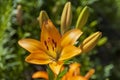Beautiful flowering lilies Royalty Free Stock Photo