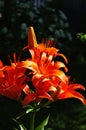 Beautiful flowering lilies Royalty Free Stock Photo
