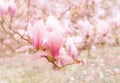 Beautiful flowering Magnolia pink blossom tree in spring season. Closeup of magnolia tree blossom with blurred background and warm Royalty Free Stock Photo