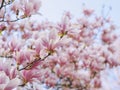Beautiful flowering Magnolia pink blossom tree Royalty Free Stock Photo