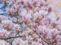 Beautiful flowering Magnolia pink blossom tree Royalty Free Stock Photo