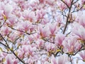 Beautiful flowering Magnolia pink blossom tree Royalty Free Stock Photo