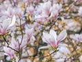 Beautiful flowering Magnolia pink blossom tree Royalty Free Stock Photo