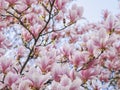 Beautiful flowering Magnolia pink blossom tree Royalty Free Stock Photo