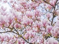 Beautiful flowering Magnolia pink blossom tree Royalty Free Stock Photo