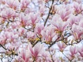 Beautiful flowering Magnolia pink blossom tree Royalty Free Stock Photo