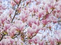 Beautiful flowering Magnolia pink blossom tree Royalty Free Stock Photo