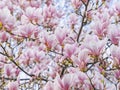 Beautiful flowering Magnolia pink blossom tree Royalty Free Stock Photo