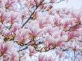 Beautiful flowering Magnolia pink blossom tree Royalty Free Stock Photo