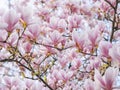 Beautiful flowering Magnolia pink blossom tree Royalty Free Stock Photo