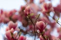 A beautiful flowering Magnolia tree near a university building in Maastricht