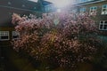 A beautiful flowering Magnolia tree near a university building in Maastricht