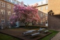 A beautiful flowering Magnolia tree near a university building in Maastricht