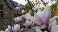 Flowering Magnolie Royalty Free Stock Photo