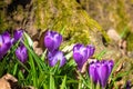 Beautiful flowering meadow with a wild growing purple crocus or saffron flowers in sunlight against an oak forest background Royalty Free Stock Photo