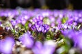 Beautiful flowering meadow with a wild growing purple crocus or saffron flowers in sunlight against an oak forest background Royalty Free Stock Photo