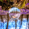 Beautiful flowering meadow with a wild purple crocus or saffron flowers in a glass ball against an oak forest background Royalty Free Stock Photo