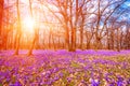 Flowering meadow with a purple crocus or saffron flowers in sunlight against an oak forest background, amazing sunny landscape Royalty Free Stock Photo