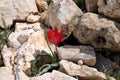 Mountain or Azhens tulip lat.- Tulipa agenensis Royalty Free Stock Photo