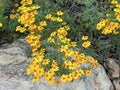 Mountain Marigold or Lemmons marigold (lat.- Tagetes lemmonii