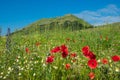 Beautiful flowering near Castelluccio di Norcia in Umbria, Italy Royalty Free Stock Photo