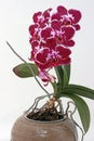 Beautiful flowering orchid in brown earthenware pot Royalty Free Stock Photo