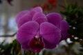 Beautiful flowering orchids on a dark blur background.