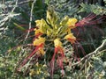 Caesalpinia gilliesii (lat. - Erythrostemon gilliesii Royalty Free Stock Photo