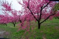 Beautiful flowering peach trees at Hanamomo no Sato,Iizaka Onsen,Fukushima,Japan