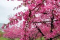 Beautiful flowering peach trees at Hanamomo no Sato,Iizaka Onsen,Fukushima,Japan