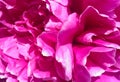 Beautiful flowering peony close-up