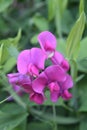 Beautiful Flowering Pink Sweet Pea Flowers Royalty Free Stock Photo