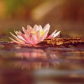 Beautiful flowering pink water lily - lotus in a garden in a pond. Reflections on water surface. Royalty Free Stock Photo