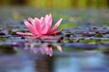 Beautiful flowering pink water lily - lotus in a garden in a pond. Reflections on water surface. Royalty Free Stock Photo