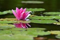 Beautiful flowering pink water lily - lotus in a garden in a pond. Reflections on water surface Royalty Free Stock Photo