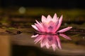 Beautiful flowering pink water lily - lotus in a garden in a pond. Reflections on water surface.