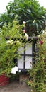 Beautiful flowering plant covering a wall light on a house boundary with a defocused tree in the background. Royalty Free Stock Photo