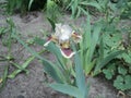 Beautiful flowering plant flower iris Royalty Free Stock Photo