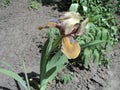 beautiful flowering plant flower iris Royalty Free Stock Photo