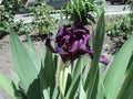 Beautiful flowering plant flower iris Royalty Free Stock Photo