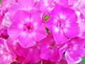 beautiful flowering plant flower phlox with pink petals