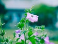 Beautiful flowering plant, impatient genus