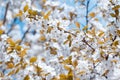 Beautiful flowering plum trees. Background with blooming flowers in spring day. Royalty Free Stock Photo