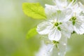 Beautiful flowering plum trees. Background with blooming flowers in spring day. Royalty Free Stock Photo