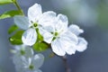 Beautiful flowering plum trees. Background with blooming flowers in spring day. Royalty Free Stock Photo