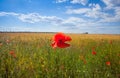 Beautiful, flowering poppy field in the background of a cloudy sky Royalty Free Stock Photo