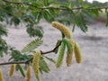 Beautiful flowering Prosopis juliflora tree Royalty Free Stock Photo