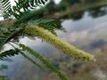 Beautiful flowering Prosopis juliflora tree Royalty Free Stock Photo